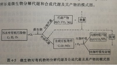 <i style='color:red'>活性污泥</i>法處理工業(yè)廢水的機(jī)理