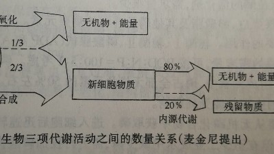 活性污泥代謝活動數(shù)量關(guān)系